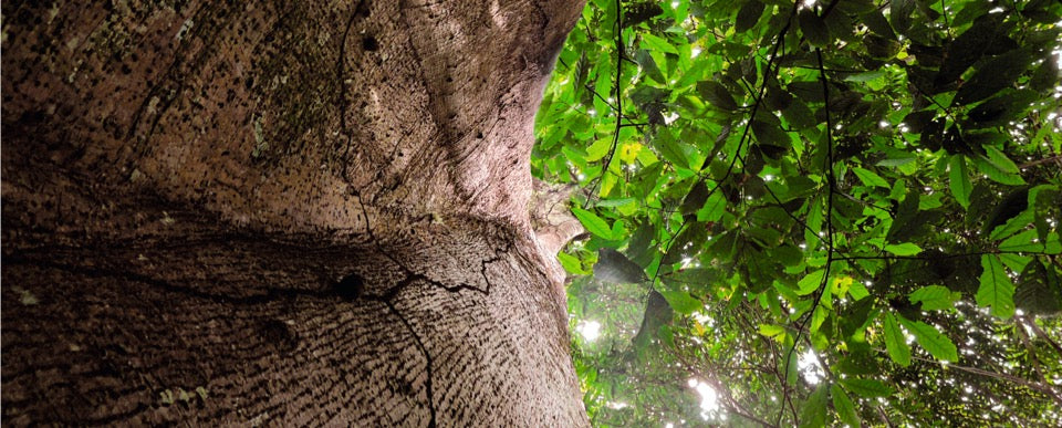 Natura Helps Conserve 1.8 Million Hectares of Standing Forest