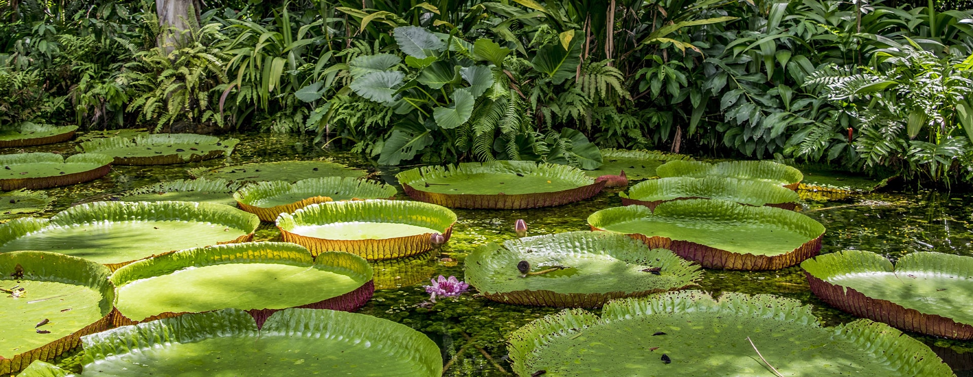 care for your planet 