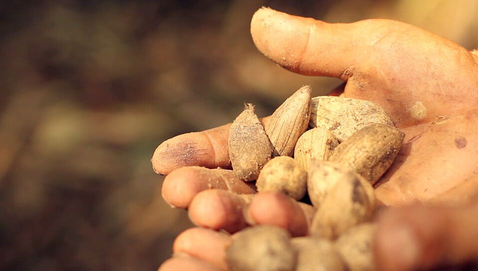 Murumuru Nut - Amazon Biodiversirty