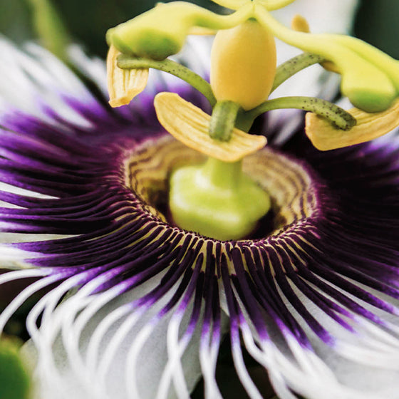 A COZY, FRESHER &amp; MORE HERBAL FEELOur new fragrance uses the Maracujá harvested at 3:30am, when it produces a sublime scent with distinct notes. Under the night sky, the bioactive reveals a blend of sweet passion fruit and the night's fresh citrus to create a symphony of tropical notes that calm the senses.